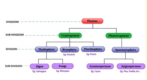 Classification Of Plants