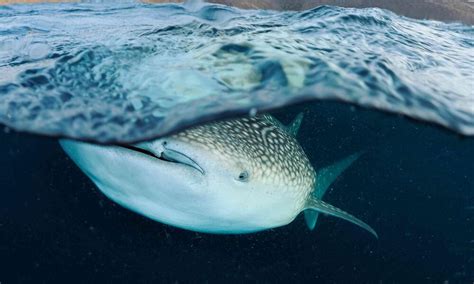 How big are whale sharks? And four other whale shark facts