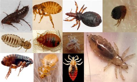 Lice, Bed Bugs, and Fleas of Columbia County, Oregon – Wild Columbia County