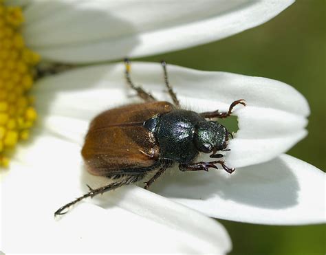 Garden Chafer - Phyllopertha horticola | Gåsebille. | Line Sabroe | Flickr