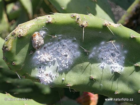 Dactylopius coccus Pictures, Cochineal Images, Nature Wildlife Photos ...