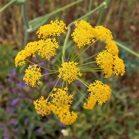 Fennel Seeds | Herb Seeds in Packets & Bulk | Eden Brothers