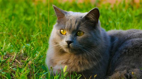 7 Gray Cat Breeds Who Are Happy to Brighten Your Day