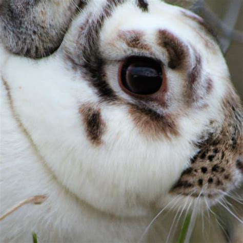 English Spot Rabbit: A Delightful Breed for Rabbit Enthusiasts