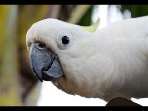 A Funny and Cute Cockatoo Parrot Compilation - Bird funny Videos - YouTube