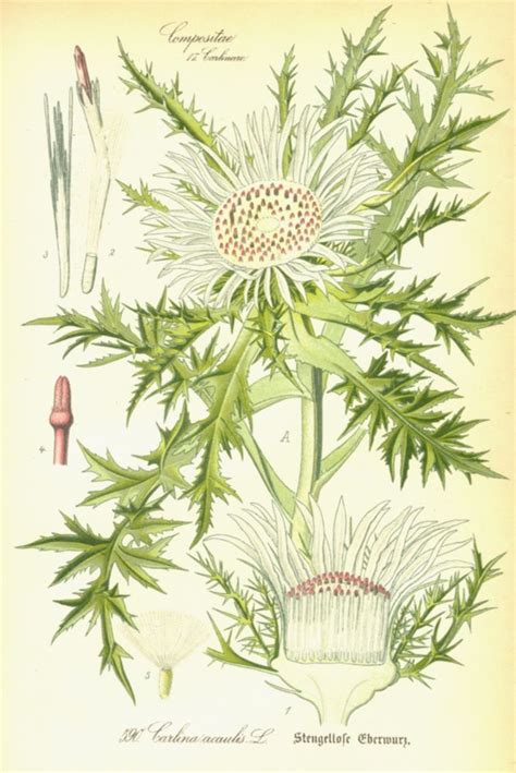 Carlina acaulis (Asteraceae) image 26289 at PlantSystematics.org