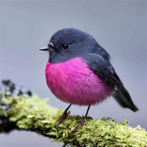 Cute Adorable Animals | Pet birds, Bird photography, Beautiful birds