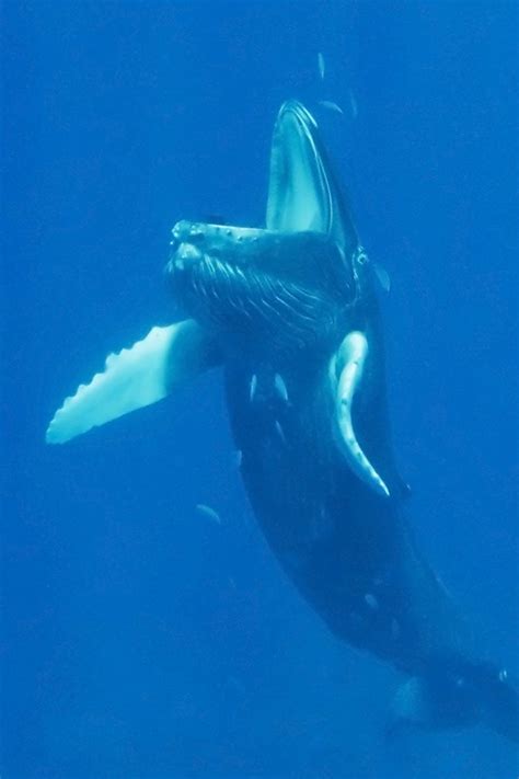 Whale Uvula / This Is What A Whale Looks Like With Its Mouth Open X ...