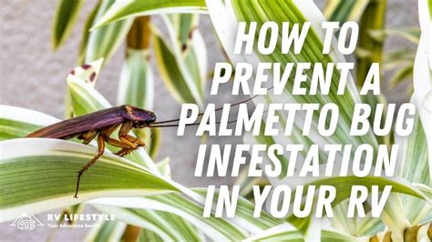 How To Prevent A Palmetto Bug Infestation In Your RV | RV Lifestyle