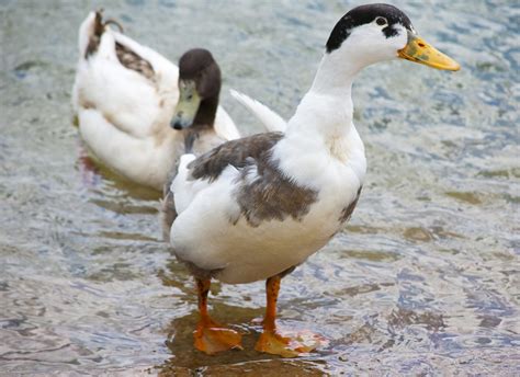 Top 10 Domesticated Duck Breeds - The Happy Chicken Coop