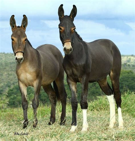 Tobiano mule All The Pretty Horses, Beautiful Horses, Animals Beautiful ...