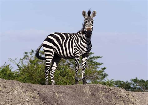 60 Zebra Facts for Animal Lovers and Africa Travelers (All 3 Species ...