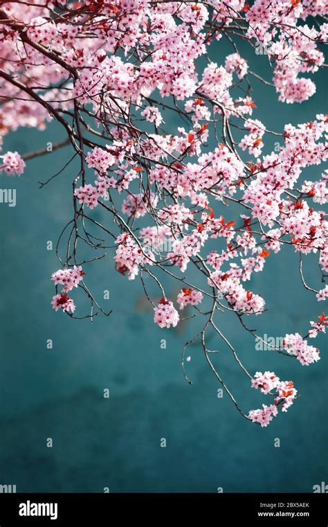 737 Japanese Background With Blossoms - MyWeb