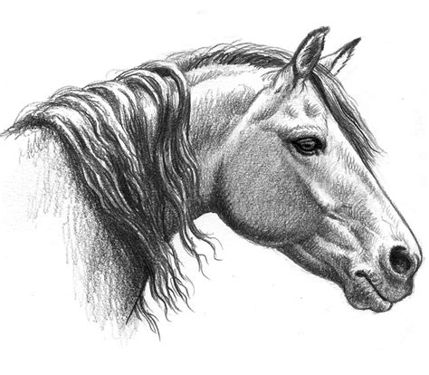 How to Draw a Morgan Horse Head – Golden Wood Studio