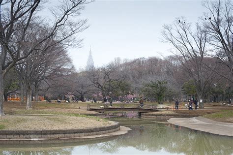 Free Stock photo of Yoyogi park, tokyo | Photoeverywhere