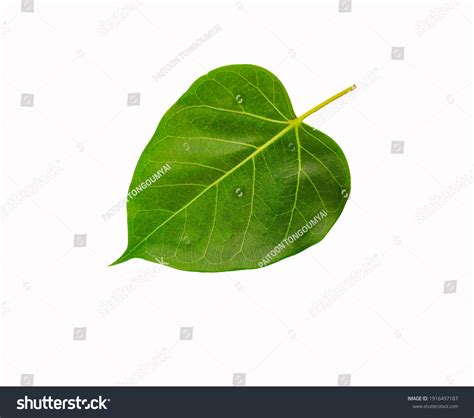 2,595 Peepal Tree Leaf Images, Stock Photos & Vectors | Shutterstock