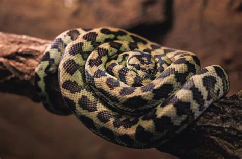 How should I care for my carpet python? – RSPCA Knowledgebase