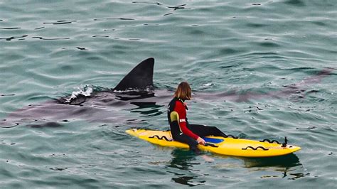 Incredible Footage Shows Huge Basking Shark Swimming Just Meters From ...