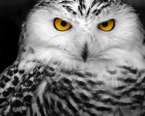 Owl Eyes HD wallpaper