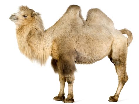 camel | Bactrian Camel - Diet, Pictures, Facts, Habitat, Behavior, Life ...