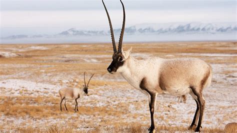 Tibetan Antelopes: The Holy Unicorn of Tibetan Plateau