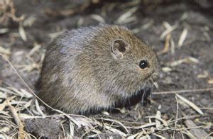 Native Bush Rat | Bush rat, Pet birds, Kangaroo rat