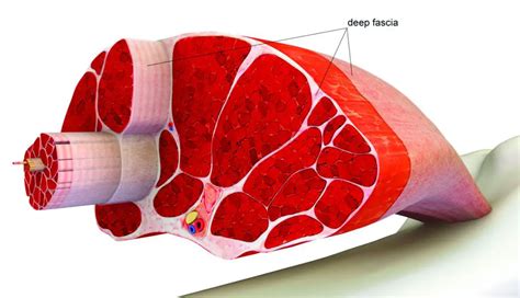 Síndrome miofascial: ¿Causa de tu dolor? (6 tratamientos)