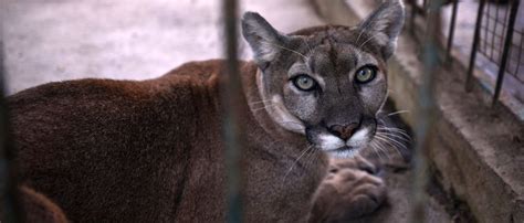 Dog Survives Mountain Lion Attack While Protecting Family | The Daily ...