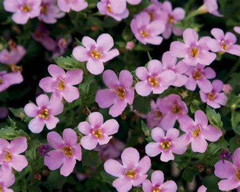 Snowstorm® Pink - Bacopa - Sutera cordata | Proven Winners