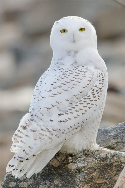 Snowy Owl at Stratford Point - by Twan Leenders Beautiful Owl, Animals ...