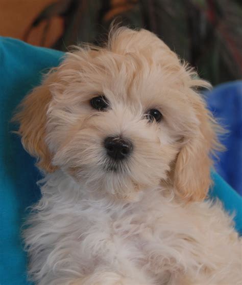 The Robin Hood Puppies debuting for adoption!