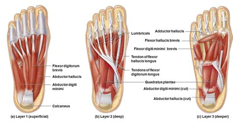 Left Leg Flexor Tendon Location : Left Leg Flexor Tendon Location ...