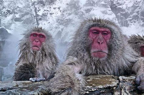 Snow Monkeys In The Hot Springs Photograph by Istvan Hernadi ...