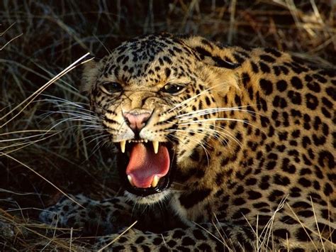 Endless Horizon: First images of spotted leopard captured in Malaysia