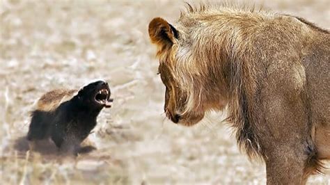 Honey Badger vs Lion- Can 2 badgers win Fight on African lion?