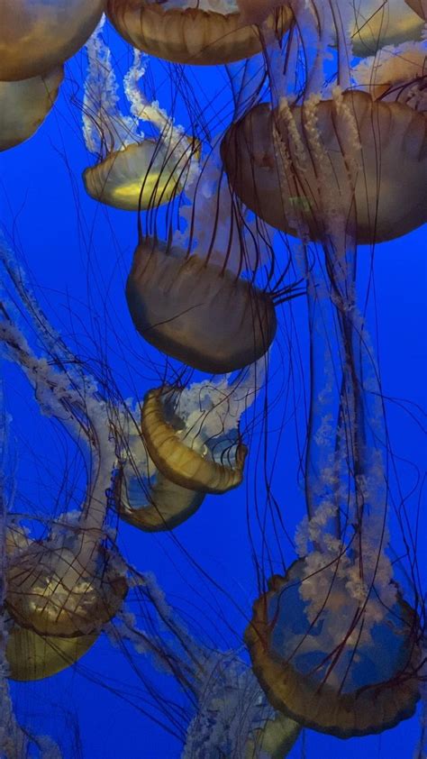 Monterey bay aquarium exhibits