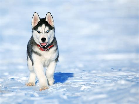 Siberian Husky Dog - Complete Guide & Facts - Animal Corner