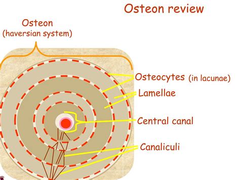 PPT - Osteon development PowerPoint Presentation - ID:416574