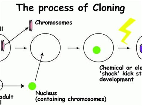 Human Cloning, Part 2 - The Process of Animal Cloning | Science Features