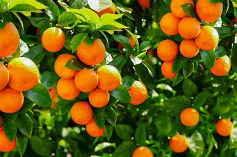 11 Dwarf Fruit Trees You Can Grow in Small Yards