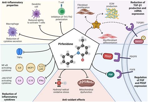 Role of antifibrotics in the management of idiopathic inflammatory ...