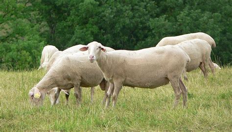 10 Best Sheep Breeds for Milk