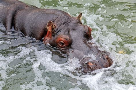 Hippo - Is it the Most Dangerous Animal in 2024 (Fun Facts)