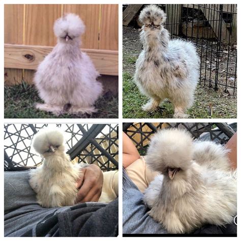 SHOW QUALITY 10 Silkie Chicken Hatching Eggs | eBay