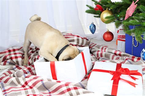 12 Gift Ideas Your Pet Will Love This Christmas - PetSecure