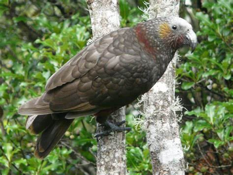 New Zealand Kaka - eBird