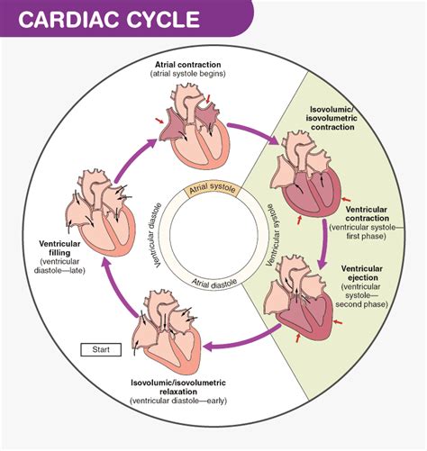 Cardiac Cycle