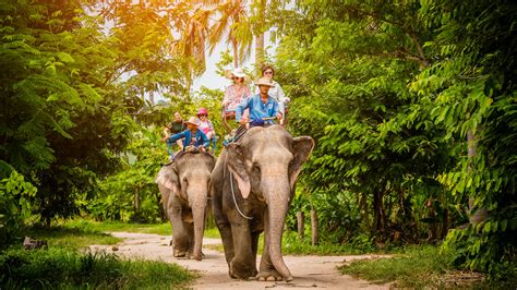 Thing To Do In Pattaya Elephant Village | BDATrip