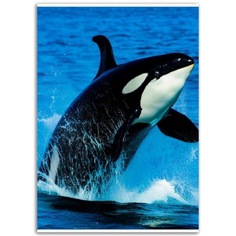 Orca Killer Whale Poster Available in Multiple Sizes - Etsy