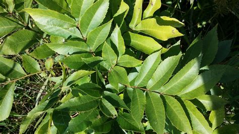 Northern Pecan - Carya Illinoinensis | Deciduous Trees | Cold Stream Farm